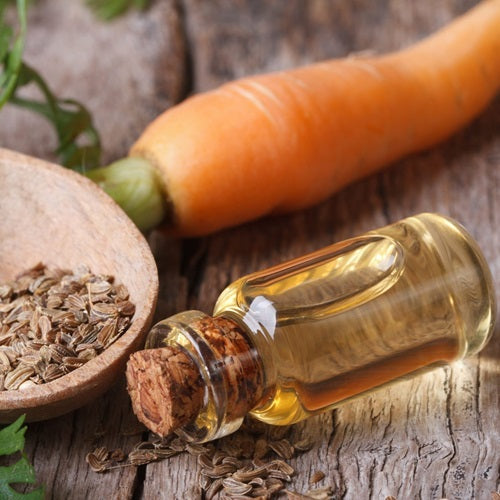 Carrot Seed Oil