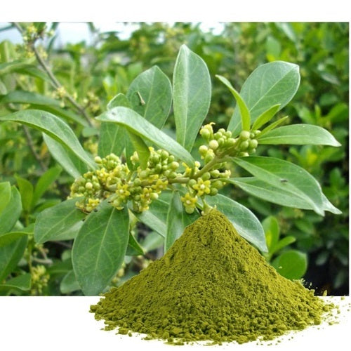 Gymnema Leaf Powder