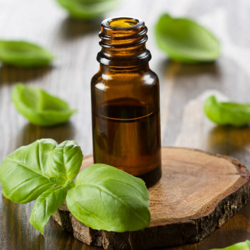 Sweet Basil Essential Oil