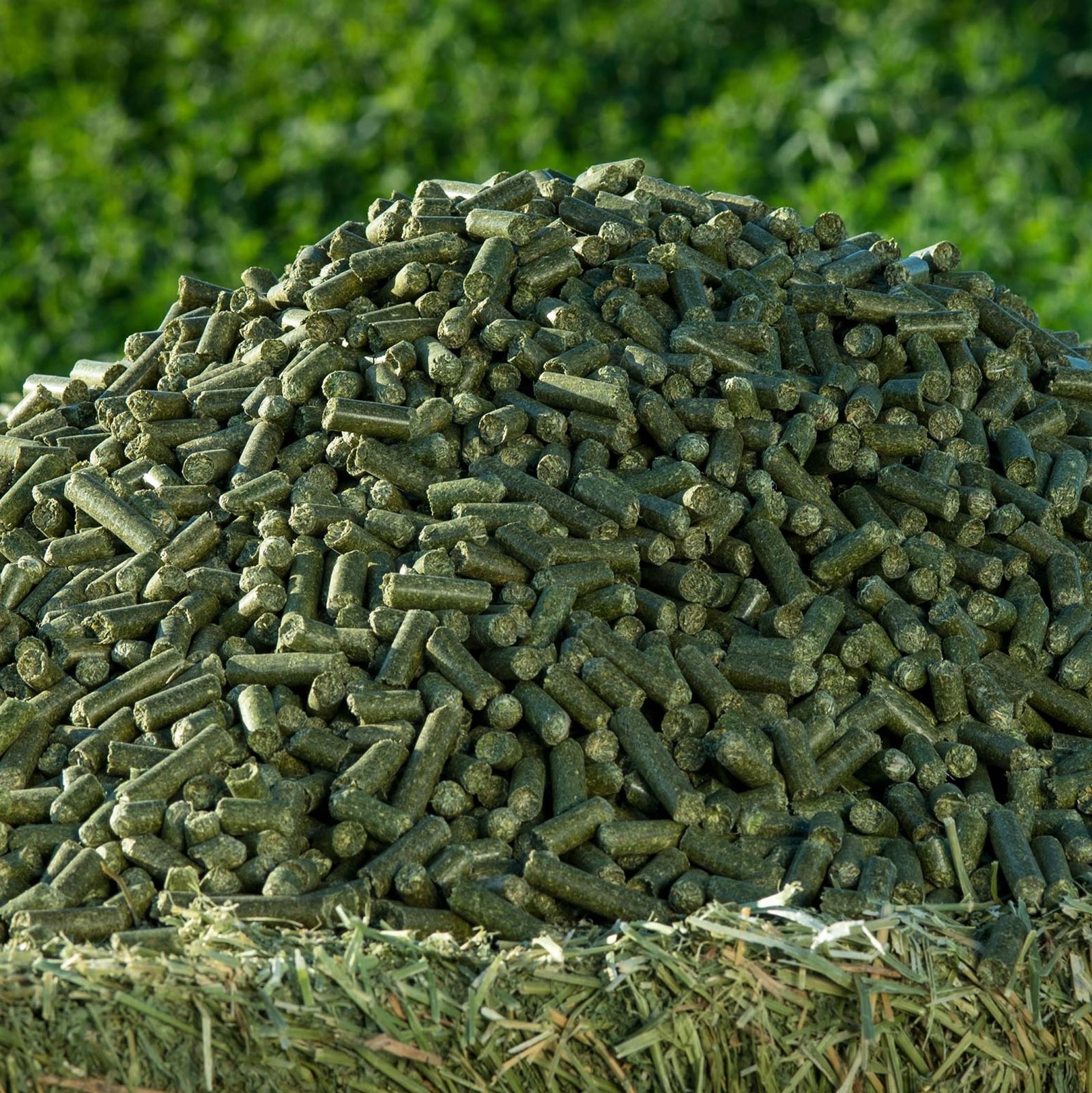 Moringa Pellets for Cattle Feed