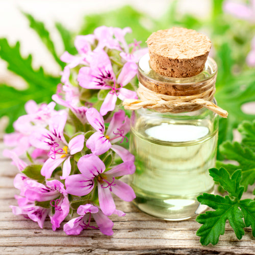 Geranium Essential Oil