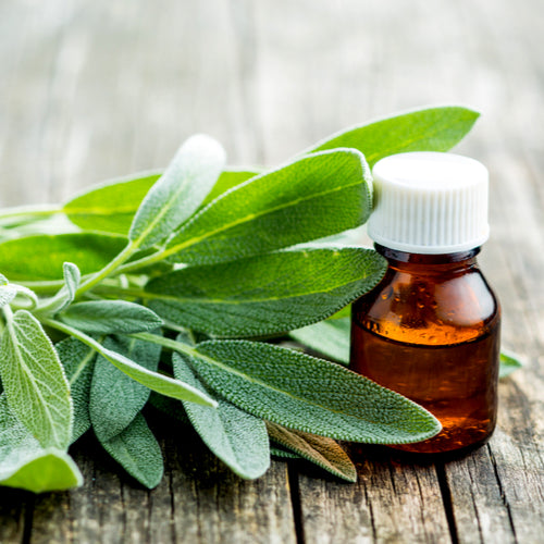 Dalmatian Sage Essential Oil